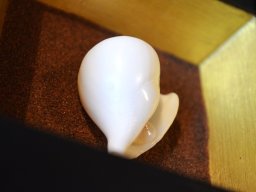 Schwanen-Flügelschnecke